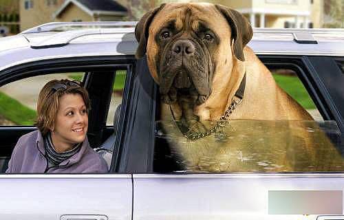 big dog - it's a big dog