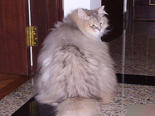 big cat - it's a big cat