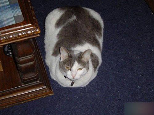 fat cat - it's a big fat cat