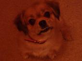 Pekapoo - mean dog