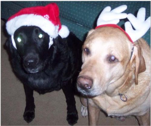 Santa Dog and Christmoose - This is Denny (the black one) and his son , Robbie. Robbie was born with a heart defect and we were told he would not live to be more then a year old...surprise..he will be 9 in December
