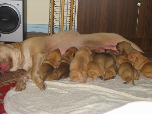 pups - A photo of my female dog and her pups. pups - A photo of my female dog and her pups.