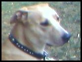 Ike Donald - That's right, I gave my dog the middle name 'Donald'. He's a pitbull/yellow lab mix.