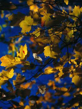 Mape Leaves In The Fall - photo of fall leaves