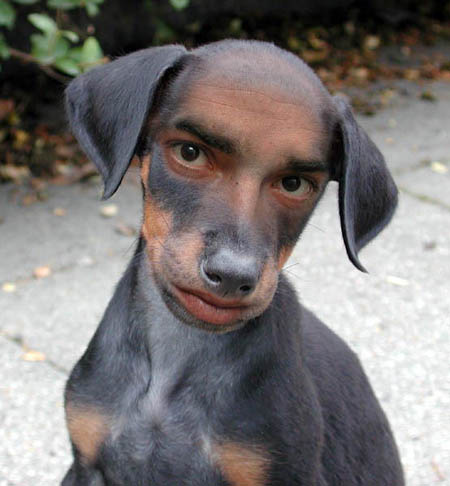Cloning - Is it a dog.