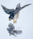 Bird of Prey. - Peregrine falcon is the fastest bird on the planet, it can also dive at the speed of almost 332 km/h or 220 mph. They are now extinct, conservationists try to restore theior population and help them reproduce more chicks.