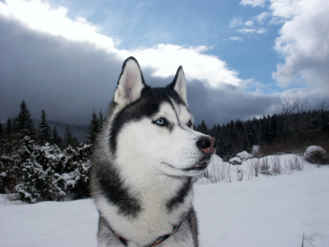 Husky - Siberian Husky