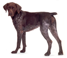 German Pointer - Beautiful short pointer. Wonderful dogs, great for hunting, and as protection.