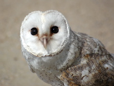 barn owl - picture of a barn owl
