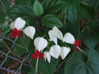Bleeding hearts - Bleeding hearts growing through the fence of the empty lot next door, into my yard.
