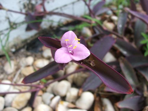 Purple plant with a purple flower. - These are so pretty!