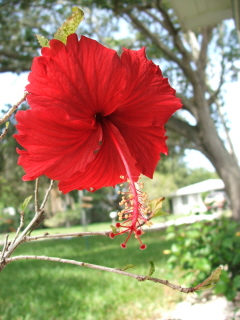 Red Hibiscus - A red hibiscus blooming in my yard.