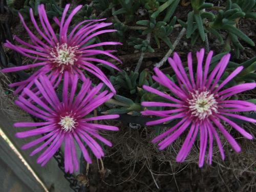 Purple Ice Plant - I have these growing in a hanging basket in my yard.