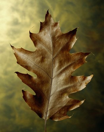 Fall Leaf - Beautiful brown fall leaf Fall Leaf - Beautiful brown fall leaf