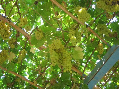 Xingjiang's Grape Valley - The grapes are sweet, seriously.