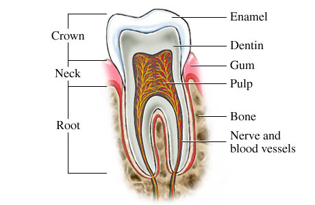 Tooth - Normal tooth anatomy illustration.