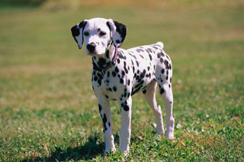 Dalmation puppy - This is a Dalmation puppy staring at the neighbourhood cat. The dog is a girl, but haven't decided on name yet. Isn't she beautiful.