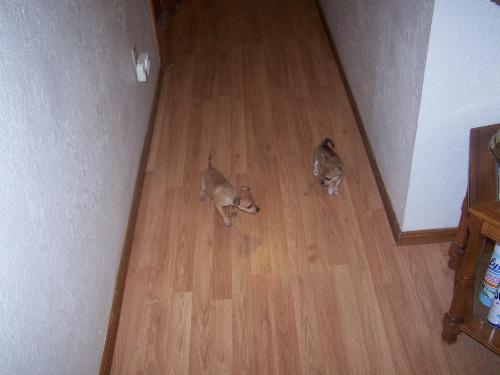Leon and Sherlock - Leon is the lighter colored dog and Sherlock is the darker haired one. They are both 8 months old, and this was way back when they were only two months.