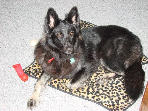 Nakita - Nakita is a long-haired German Shepherd with white and silver markings on her black coat. She is 2 years old and a very smart, intelligent dog. She can do all the basic tricks as well as crawl, count, she says I love you and I gotta go outside. It's so cute when she does it too!! I am trying to teach her to wave and do other things. Everyone just adores her and can't get over how smart and calm she is. She's my pride and joy!!!! I will be breeding her so that I can get a silver puppy and then maybe a white one down the road. I love my Nakita and everyone else does too!!! You can tell that she is a very loved animal and she shows it back too!!!