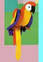 Parrot - Parrot is an adorable pet which talks too.
