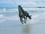 Horse - Horse is known to be the sign of power.