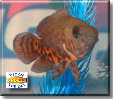 Oscar - This is an Oscar which is a member of the cichlid family. It's scientific name is Astronotus ocellatus. The most common types are Tiger, Red, and Albino Oscars which can all grow up to a foot in length regardless of tank size. Being cichlids they tend to be aggressive and territorial and are not meant for community tanks. most people mistakenly but one because of how adorable the fry (babys) are and end up with the Oscars attacking other fish. On the plus side they are considered the most intelligent of the cichlids in South America and can even be taught advanced tricks like jumping trough a hoop in the air for food.