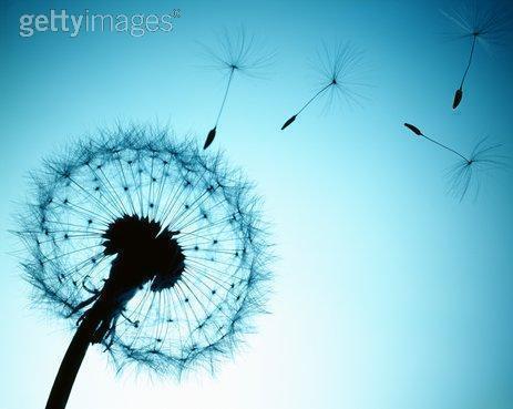 dandelion - It's a beautiful plant in my heart.