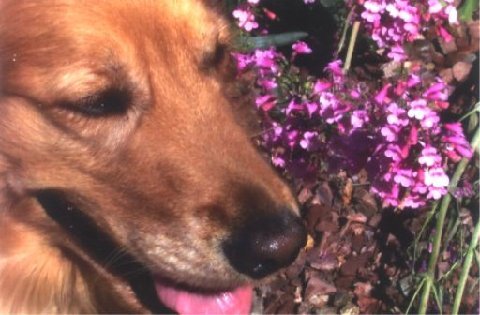 Goldies Beauty :) - A beauitful picture of my dog, Goldie. Isn't she lovely! Goldies Beauty :) - A beauitful picture of my dog, Goldie. Isn't she lovely!