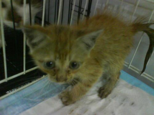 Yoda - Save a cat,this one! Yoda - Save a cat,this one!