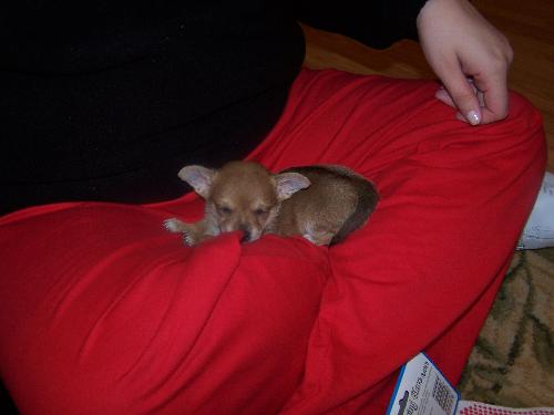 Sherlock - This is my chihuahua/corgi mix when he was two months. He's also 8 months now.