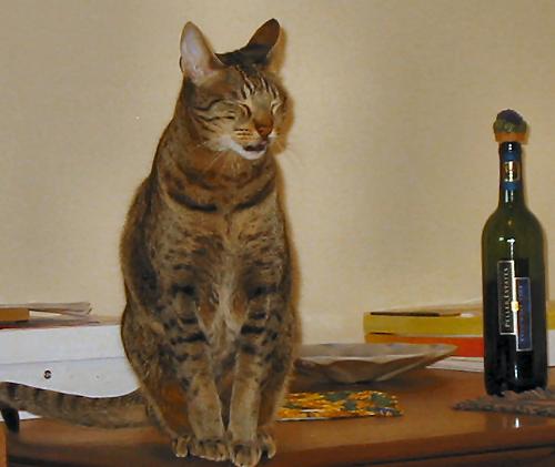 Gotta keep the wine away from the cat - Boo complaining that he drank too much ;)