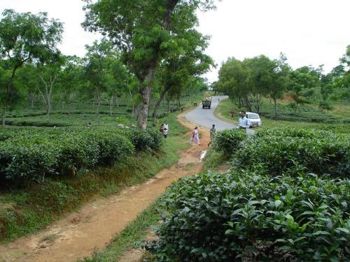 Tea Garden in Bangladesh - Geen tea garden in Srimangal of Bangladesh