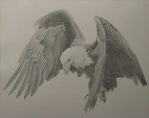 Free Flight - 16x20 Copperpoint drawing on watercolor paper.