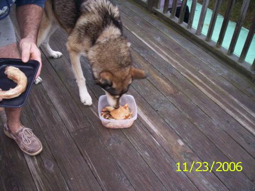 My Wolf - Shadow is a vey loving and loyal member of ou family.
