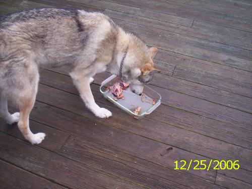My Wolf - Tundra is a very loving and loyal member of our family.