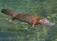 Platypus - A picture of a platypus.