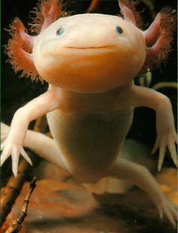 strange creature - this is a axolotl
