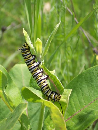 catepillar - found when on a walk