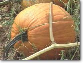 pumpkin - a pumpkin