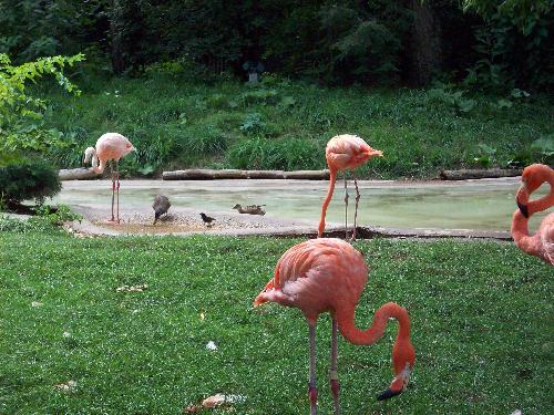 Flamingos - Flamingos at the Columbus, OH zoo.