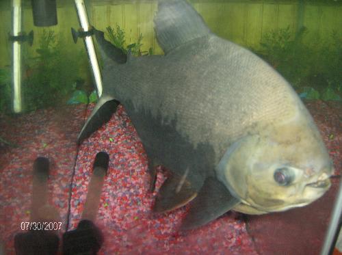 Pacu fish in 55 gal tank - My pacu fish in our 55 gal. tank