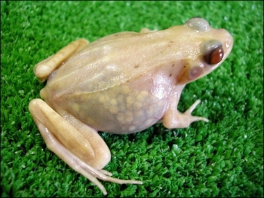 see through frogs - froggy see through frogs - froggy