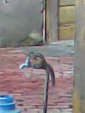 neet and clean - do u know squirrel are trying to keep ourself neet and clean. Is any other animal also there.