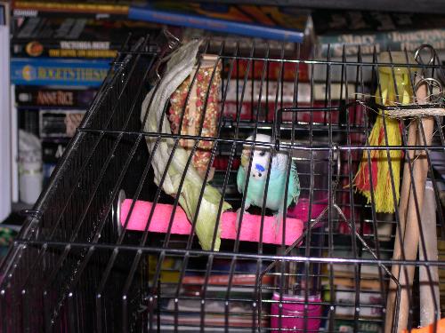 Scooby and lettuce. - My girl budgie Scooby and a big piece of lettuce. (Her snack.)