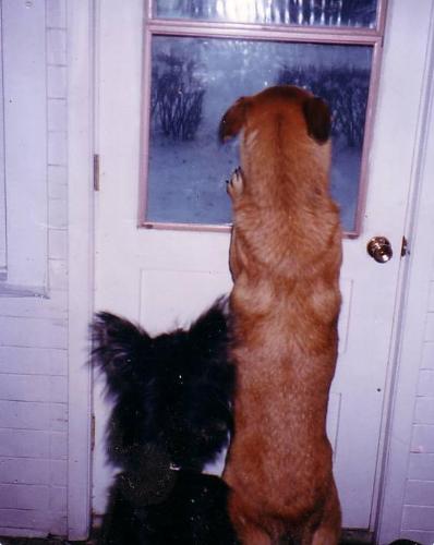 Dogs waiting for my hubby to come home - This photo was taken when my hubby went to run some errands. The dogs waited for him by the door and our female Tasha kept standing up to look through the windows to see if he was coming. Just another example of why we love all our pets...they are wonderful beings in furry coats!