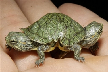 Weird Pet: Two-Headed Turtles - A two-headed weird pet was seen. It is an very unusual turtle. I think I can&#039;t find one near me. Amazing creature!