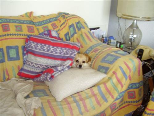 Nina, our little dog - Our little pooch, very much loved and oh,so cute !