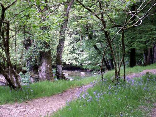 The Path at Tarr Steps - The path leading alongside the river at Tarr Steps. Never straight, never smooth, like the path of life.