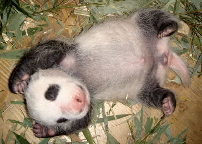 baby panda  - The Chinese animal--- panda.
