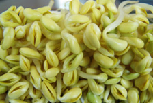 Chinese vegetables-soybean sprout - A kind of Chinese vegetables